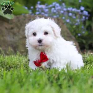 Cade, Maltese Puppy